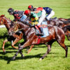 Leczenie złamań u koni wyścigowych